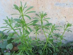 Attēlu rezultāti vaicājumam “Galium aparine leaf”