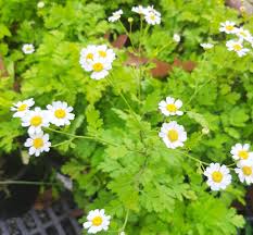 Image result for Tanacetum parthenium