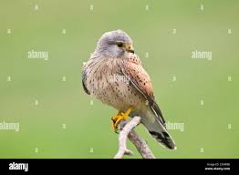 Attēlu rezultāti vaicājumam “Falco tinnunculus adult”