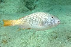 Image result for Sparisoma rubripinne