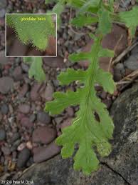 Attēlu rezultāti vaicājumam “Senecio viscosus fruit”