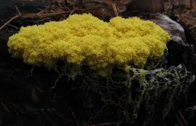 Attēlu rezultāti vaicājumam “Fuligo cinerea macro”