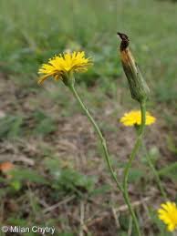 Attēlu rezultāti vaicājumam “Hypochaeris radicata fruit”