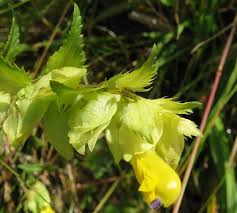 Attēlu rezultāti vaicājumam “Rhinanthus serotinus flower”
