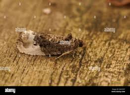 Attēlu rezultāti vaicājumam “Hedya nubiferana”