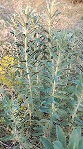 Attēlu rezultāti vaicājumam “Tranzschelia anemones”