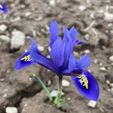 Attēlu rezultāti vaicājumam “Iris reticulata”