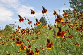 Image result for Ratibida columnifera