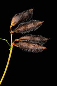 Attēlu rezultāti vaicājumam “Vicia hirsuta fruit”