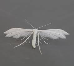 Attēlu rezultāti vaicājumam “Pterophorus pentadactyla”