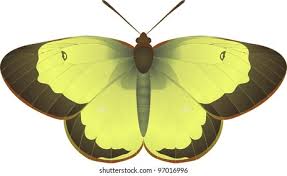 Attēlu rezultāti vaicājumam “Colias palaeno”