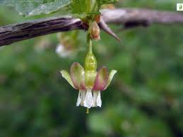Attēlu rezultāti vaicājumam “Ribes uva-crispa flower”