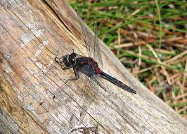 Attēlu rezultāti vaicājumam “Leucorrhinia dubia”