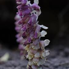 Attēlu rezultāti vaicājumam “Lathraea squamaria”