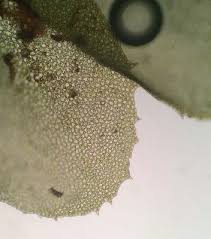 Attēlu rezultāti vaicājumam “Plagiochila porelloides sporophyte”