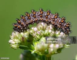 Attēlu rezultāti vaicājumam “Melitaea diamina underside”