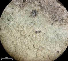 Attēlu rezultāti vaicājumam “Lecanora albella”