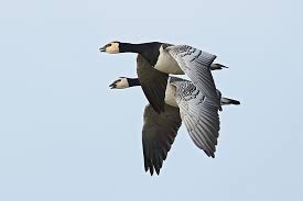 Attēlu rezultāti vaicājumam “Branta leucopsis”