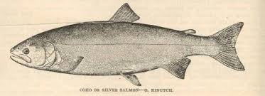 Image result for Oncorhynchus kisutch