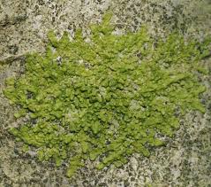 Attēlu rezultāti vaicājumam “Radula complanata sporophyte”