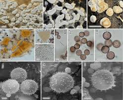 Attēlu rezultāti vaicājumam “Diderma testaceum spores”