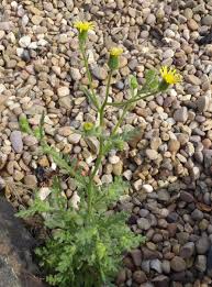Attēlu rezultāti vaicājumam “Senecio viscosus flower”