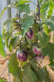 Afbeeldingsresultaat voor rosa bianca eggplant