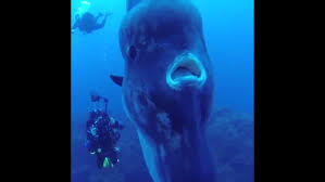 Image result for Mola mola