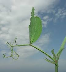 Attēlu rezultāti vaicājumam “Lathyrus palustris leaf”