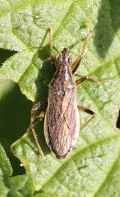 Attēlu rezultāti vaicājumam “Nabidae”