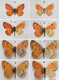Attēlu rezultāti vaicājumam “Melitaea didyma underside”