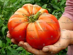 Afbeeldingsresultaat voor mortgage lifter bicolor strain tomato