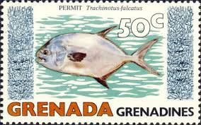 Image result for Trachinotus falcatus