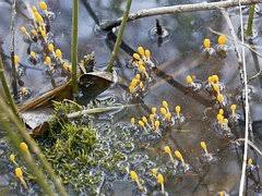Attēlu rezultāti vaicājumam “Mitrula paludosa”