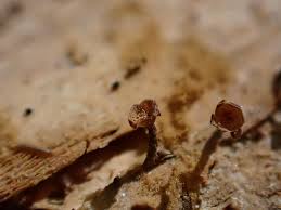 Attēlu rezultāti vaicājumam “Melanospora lagenaria”