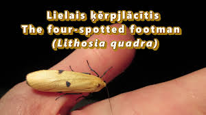 Attēlu rezultāti vaicājumam “Lithosia quadra”