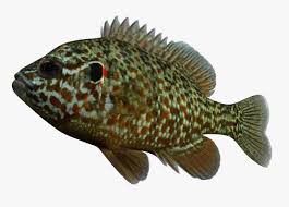 Image result for Lepomis gibbosus