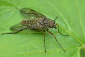 Attēlu rezultāti vaicājumam “Rhagionidae”