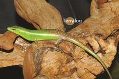 Risultati immagini per dasia smaragdina