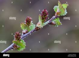 Attēlu rezultāti vaicājumam “Betula humilis female flower”