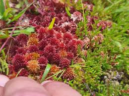 Attēlu rezultāti vaicājumam “Sphagnum capillifolium”