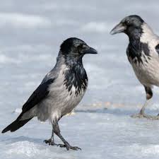 Attēlu rezultāti vaicājumam “Corvus cornix adult”