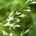 Attēlu rezultāti vaicājumam “Trisetum flavescens flower”