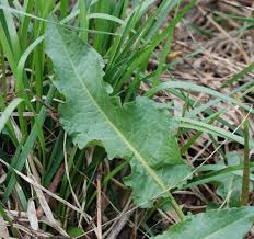 Attēlu rezultāti vaicājumam “Rumex crispus”