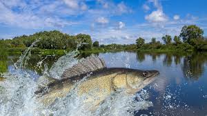 Image result for рыбалка