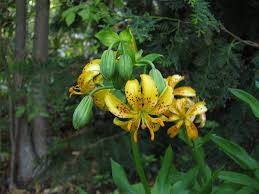 Attēlu rezultāti vaicājumam “Lilium martagon leaf”