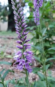 Attēlu rezultāti vaicājumam “Veronica longifolia flower”