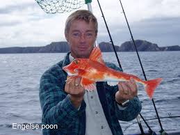 Image result for Chelidonichthys cuculus