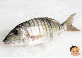 Image result for Lithognathus mormyrus