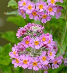 Attēlu rezultāti vaicājumam “Primula x margotae flower”